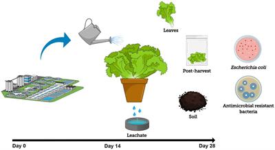 Prevalence of Escherichia coli and Antibiotic-Resistant Bacteria During Fresh Produce Production (Romaine Lettuce) Using Municipal Wastewater Effluents